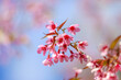 © prapann - Tiger Lily, Thai Sakura or Blossoming cherry trees in spring in selective focus point
