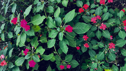 red poinsettia flower in the garden