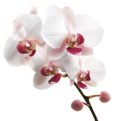 Poster - Delicate White and Pink Flower Petals Against a Dramatic Deep Black Background Evoking Elegance and Natural Beauty isolated on a white background