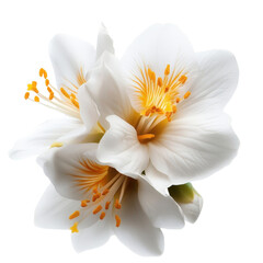 Poster - Delicate White Flower Blooming with Bright Yellow Stamens in a Lush Green Natural Environment Exuding Beauty and Tranquility isolated on a white background