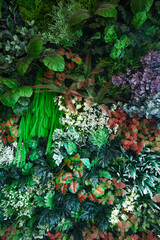 Wall Mural - full frame of green leaves pattern background, nature lush foliage leaf texture, tropical leaf.
