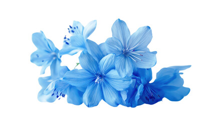 Wall Mural - Flower transparent background