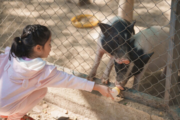 Wall Mural - Asian young girl joyfully feeds adorable pigs at a farm, capturing the joyful interaction between children and animals in a natural, educational environment.