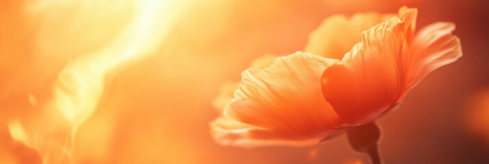 Fototapete - vibrant orange flower blooms against warm, glowing background, evoking sense of tranquility and beauty