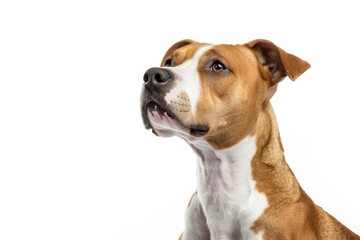 Wall Mural - Ravishing American Staffordshire Terrier Portrait Against Isolated Background