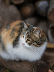 beautiful spotted cat sitting on the wooden background in the garden