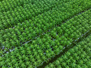 Wall Mural - Green stem lettuce crops in garden