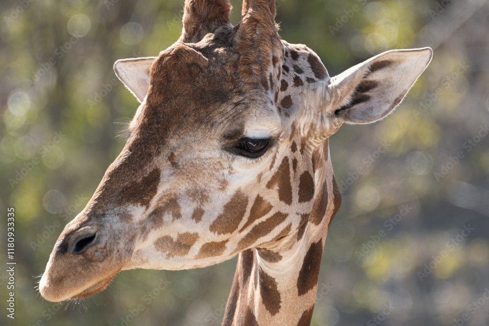 可愛いキリンの顔 Stock Photo | Adobe Stock