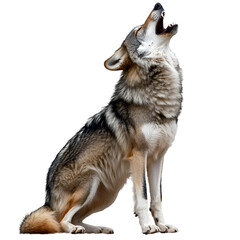 Naklejka na meble wolf isolated on white background