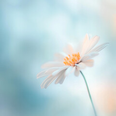 Poster - delicate white flower with soft petals and gentle background, evoking tranquility and beauty