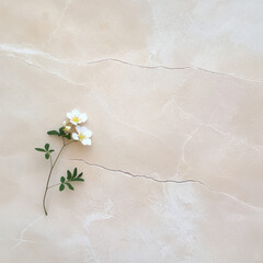 Poster - delicate flower with white petals rests on textured beige surface, creating serene and calming atmosphere