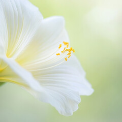 Poster - delicate white flower with soft petals and yellow stamens, symbolizing purity and beauty