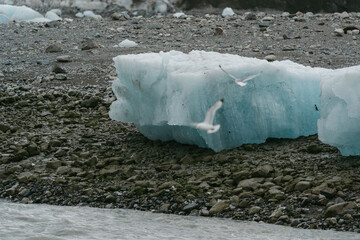 Wall Mural - Scenic views of a glacier in Glacier Bay National Park in southeast Alaska 