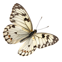 A white butterfly with black spots. On transparent background. Png file