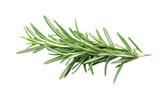 High-Quality PNG rosemary sprig on white background isolated