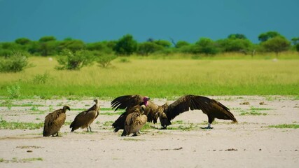 Vultures waiting for their meal on the grass in savannah. Masai mara national park. Kenya.