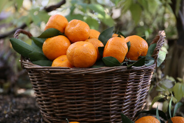 Wall Mural - freshly picked tangerine oranges in a basket on a ground 