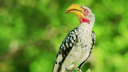 Close up of a southern yellow-billed hornbill (Tockus leucomelas) perched on a tree.