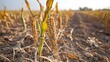 © DreamWeaver - Dried crops close up over a cracked dry land, food crisis concept.