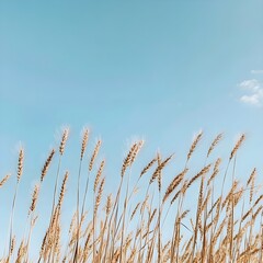 Naklejka na meble A photo of tall, golden wheat swaying in the breeze under a clear blue sky. 