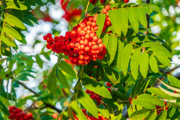 Wall Mural - Autumn bright red rowan berries with leaves