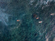 © AmazingAerialAgency - Aerial view of surfers paddling in the beautiful ocean with clear water and waves, General Luna, Philippines.