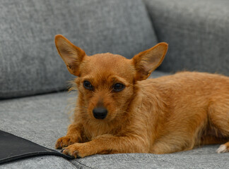 playful small dog relaxing on a cozy gray couch in a warm living room