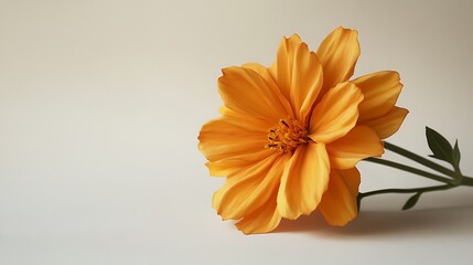 Single golden marigold flower isolated on a clean white background emphasizing its vibrant color and soft petal texture