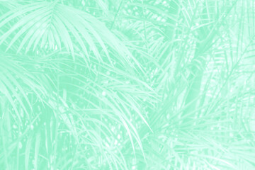 Poster - Soft Green palm leaves  in tropical forest.  Dypsis lutescens plant, also known as golden cane palm, areca palm, yellow  butterfly palm