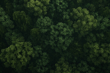 Poster - A fractal forest canopy viewed from above, with infinite layers of leaves