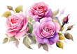 PNG Roses flower plant