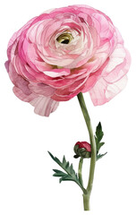 Wall Mural - PNG Pink Ranunculus Flower flower ranunculus watercolor.