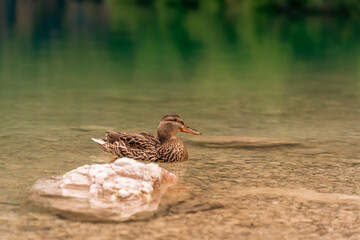 duck in the pond