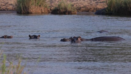 Wall Mural - a herd of hippopotamus swimming in the oliphants river at balule nature reserve of kruger national park in south africa