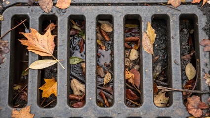 Aufkleber - A close view of a drainage grate showcases a collection of fallen leaves and small debris caught within its perforations illustrating the function of these urban features in