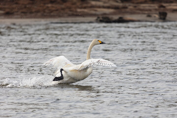 Wall Mural - White swan running on water close up