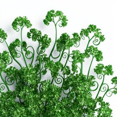 Wall Mural - Lush Green Ferns with Intricate Leaf Patterns and Vibrant Foliage Against a White Background