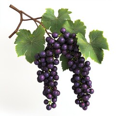 Wall Mural - Realistic Illustration of Ripe Purple Grapes on a Vine with Fresh Green Leaves Isolated on White Background