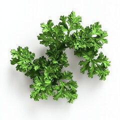 Wall Mural - Fresh Green Herb Leaves with Intricate Leaf Structure on White Background for Culinary and Natural Decoration Use