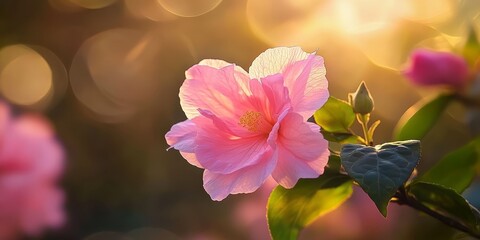 Aufkleber - Delicate pink flower basking in sunlight, showcasing its vibrant hues and intricate petals, perfect for capturing the beauty of nature with a stunning pink flower in glowing light.