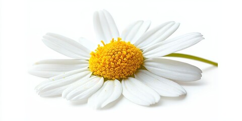 Poster - A freshly blooming chamomile flower showcases its delicate petals and vibrant colors, embodying the beauty and charm often associated with a newly blooming chamomile flower.