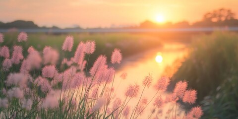 Poster - Grass flowers bloom beautifully near a road and canal, creating a stunning scene at sunset, where the vibrant colors of the grass flowers shine against the tranquil backdrop of nature.