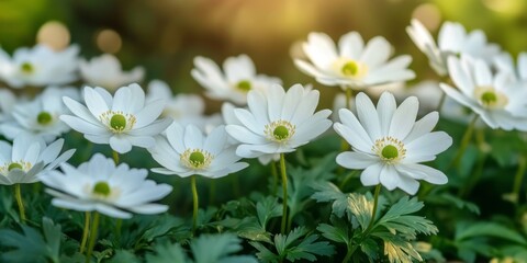 Poster - Stunning white flowers of Anemone blanda White Splendour surrounded by lush greenery, showcasing the delicate beauty of Anemone blanda with an impressive close up view.