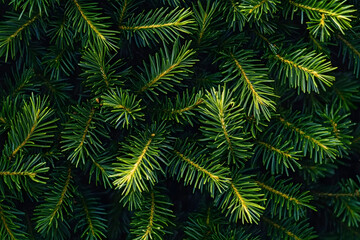 Wall Mural - winter beautiful green fir tree branches background. spruce with needles. closeup. nature winter ban