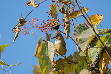 Wall Mural - The Whiskered Yuhina (Yuhina flavicollis) is a small, energetic songbird with a distinctive crest, white whisker-like markings, and brown plumage, inhabiting montane forests and feeding on insects.