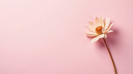 Poster - Delicate Light Beige Flower on Pink Background, Minimalist Floral Design
