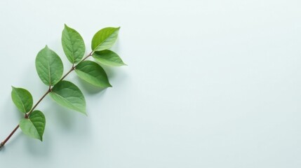 Poster - Serene Green Branch with Lush Leaves on a Pastel Background