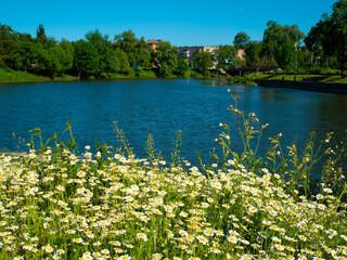 Aufkleber - Medicinal chamomile, Matricaria chamomilla L. on the lake shore.
This is a medicinal plant. Used in alternative medicine.
