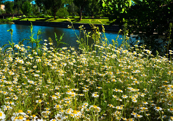 Aufkleber - Medicinal chamomile, Matricaria chamomilla L. on the lake shore.
This is a medicinal plant. Used in alternative medicine.

