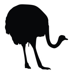 Illustration of bird ostrich silhouette, Ostrich silhouette. Isolated ostrich on white background